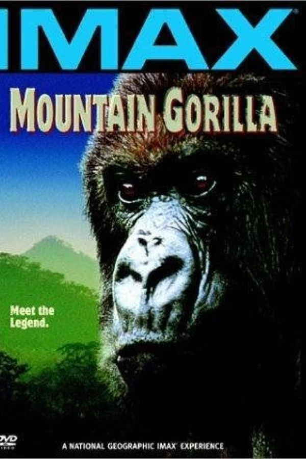 Mountain Gorilla Poster